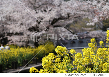 Focusing on the yellow petals of the rape blossoms, the scenery of the Someiyoshino and nanohana flowers in full bloom on the opposite bank of the waterway is blurred. Focusing on the yellow petals of the rape blossoms, the scenery of the Someiyoshino and nanohana flowers in full bloom on the opposite bank of the waterway is blurred. 101559006