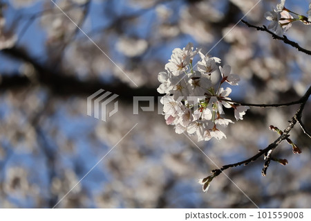 吉野櫻花盛開的枝條特寫鏡頭，花瓣在藍天和陽光下閃耀 101559008