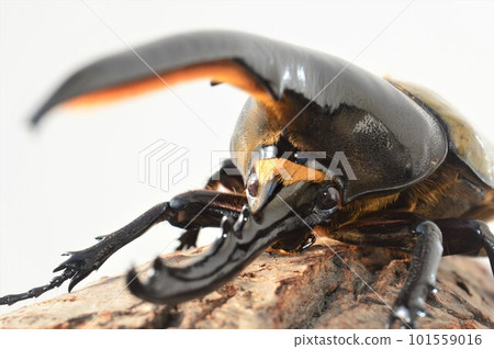 Hercules Beetle Hercules Hercules On a tree White background Hercules Beetle Hercules Hercules On a tree White background 101559016