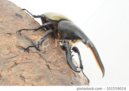 Hercules Beetle Hercules Hercules On a tree White background 101559019