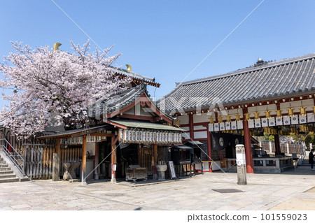 Shitennoji, Osaka "Kameido with cherry blossoms" (taken on April 1, 2023) 101559023