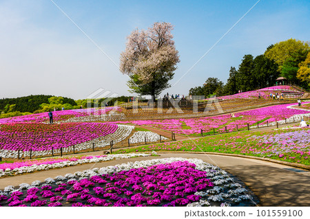 Moss phlox and wild cherry against the blue sky 101559100
