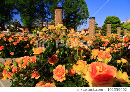 荒牧玫瑰公園的玫瑰盛開（兵庫縣伊丹市） 銅管樂隊 101559402