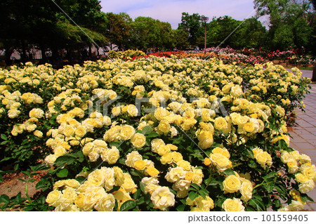 Yellow roses blooming in an agricultural park (Amagasaki City, Hyogo Prefecture) 101559405
