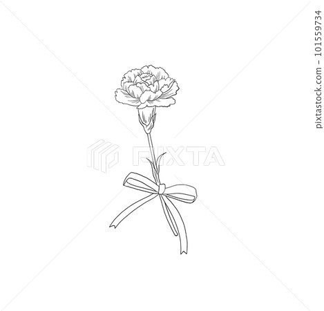 康乃馨花束手繪圖1輪 101559734