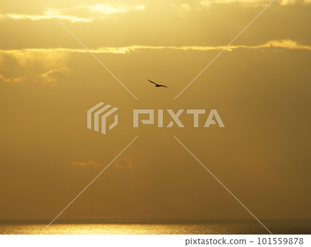 Cape Irago Raptors flying over the golden sea off Hinode Park Cape Irago Raptors flying over the golden sea off Hinode Park 101559878