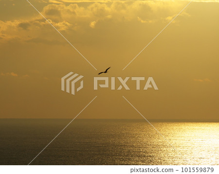 Cape Irago Raptors flying over the golden sea off Hinode Park 101559879