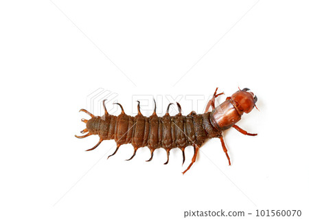 名字叫蛇蜻蜓。生活在水中的大型水生昆蟲的幼蟲 101560070