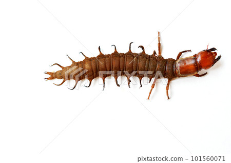 名字叫蛇蜻蜓。生活在水中的大型水生昆蟲的幼蟲 101560071