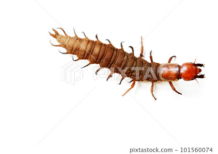 名字叫蛇蜻蜓。生活在水中的大型水生昆蟲的幼蟲 名字叫蛇蜻蜓。生活在水中的大型水生昆蟲的幼蟲 101560074