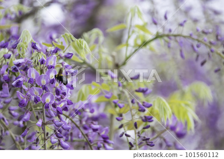 Carpenter bee collecting nectar of wisteria flowers Carpenter bee collecting nectar of wisteria flowers 101560112