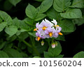 馬鈴薯花 101560204