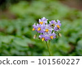 馬鈴薯花 101560227