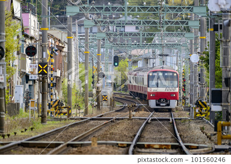 Fresh green and train [Keikyu 1000 type] Rapid limited express bound for Shinagawa 101560246