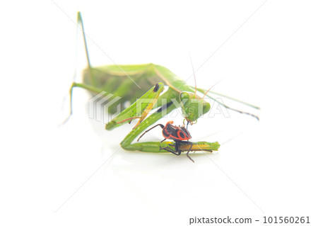 green praying mantis eats a beetle on a white background close-up green praying mantis eats a beetle on a white background close-up 101560261