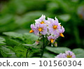 馬鈴薯花 101560304