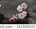 梅花 101560335