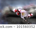 梅花 101560352