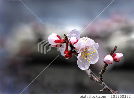 梅花 101560352