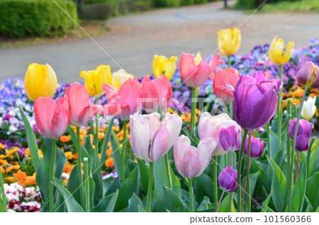  Colorful tulips 101560366