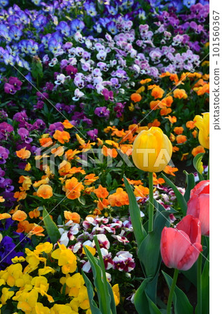 開花在花壇的鬱金香和紫羅蘭 101560367