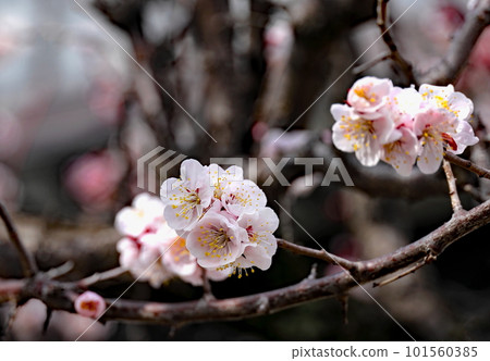 梅花 梅花 101560385