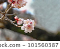 梅花 101560387