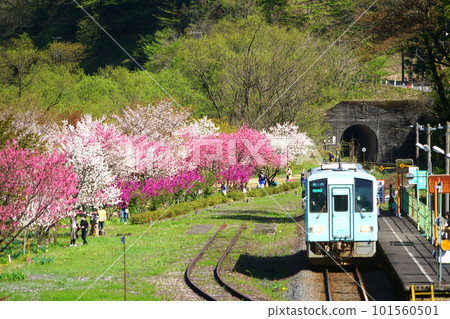 Katsuhara Hanamomo no Sato, where peach blossoms bloom Katsuhara Hanamomo no Sato, where peach blossoms bloom 101560501