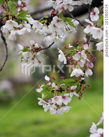 Rain-wet cherry blossoms 101560514