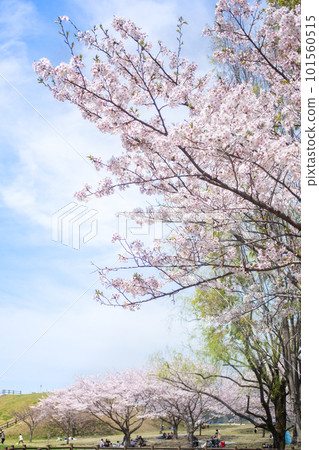 People enjoying cherry blossom viewing under a row of cherry blossom trees in full bloom 101560515