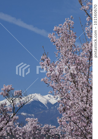 高人小彼岸櫻和中央阿爾卑斯山 高人小彼岸櫻和中央阿爾卑斯山 101560670