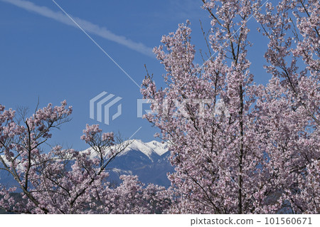 高人小彼岸櫻和中央阿爾卑斯山 高人小彼岸櫻和中央阿爾卑斯山 101560671