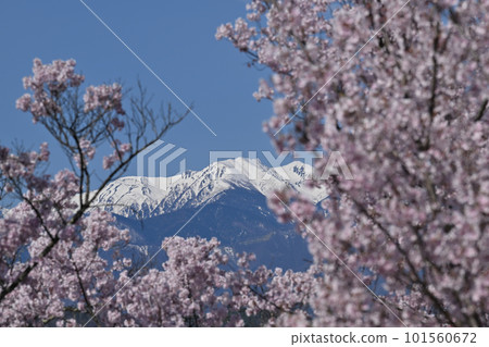 高人小彼岸櫻和中央阿爾卑斯山 高人小彼岸櫻和中央阿爾卑斯山 101560672