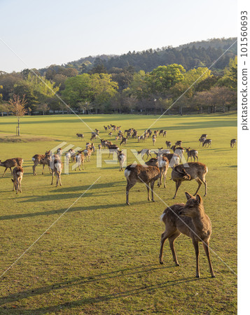 Kasugano Park and a herd of deer in the early morning when the sun shines Kasugano Park and a herd of deer in the early morning when the sun shines 101560693