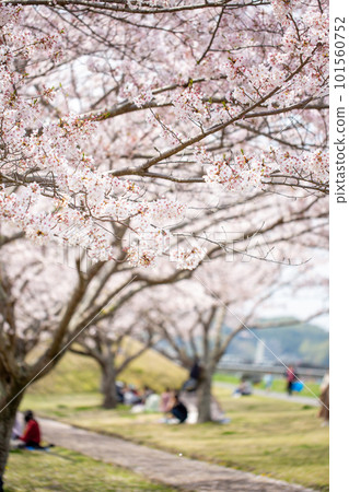 People enjoying cherry blossom viewing under a row of cherry blossom trees in full bloom 101560752