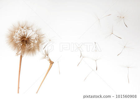 dandelion seeds fly from a flower on a light background. botany and bloom growth propagation. dandelion seeds fly from a flower on a light background. botany and bloom growth propagation. 101560908