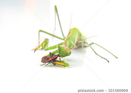 green praying mantis eats a beetle on a white background close-up green praying mantis eats a beetle on a white background close-up 101560909