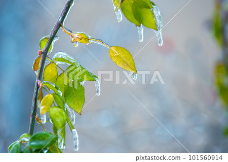 Icicles on icy branches and green leaves of trees. season of temperature changes  101560914
