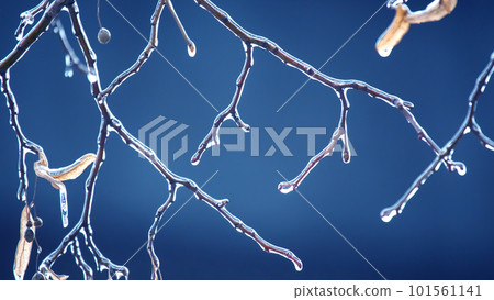 Icicles on icy tree branches. temperature swing season and winter weather in autumn Icicles on icy tree branches. temperature swing season and winter weather in autumn 101561141