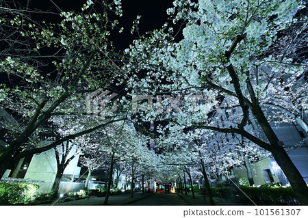 Illuminated cherry blossoms in full bloom and Skytree Sanyabori Illuminated cherry blossoms in full bloom and Skytree Sanyabori 101561307