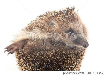 Erinaceus europaeus. Common European hedgehog on a white background 101561357