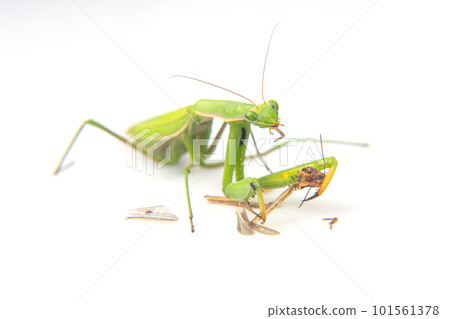praying mantis eats a grasshopper close-up on a white background. praying mantis eats a grasshopper close-up on a white background. 101561378
