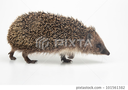 Erinaceus europaeus. Common European hedgehog on a white background Erinaceus europaeus. Common European hedgehog on a white background 101561382