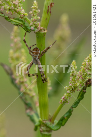 Orb-weaver spider (juvenile) Orb-weaver spider (juvenile) 101561421