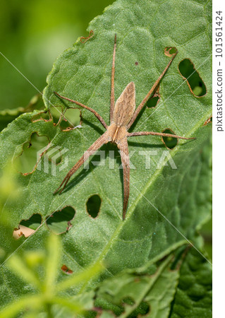 Azumadoda spider Azumadoda spider 101561424