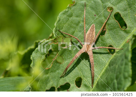 Azumadoda spider Azumadoda spider 101561425