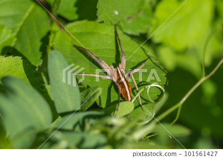 Azumadoda spider Azumadoda spider 101561427