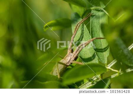 Azumadoda spider Azumadoda spider 101561428