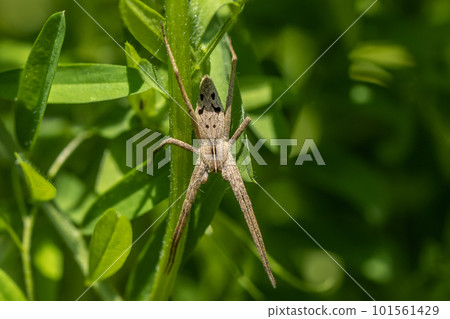 Azumadoda spider 101561429