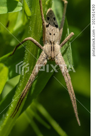Azumadoda spider 101561430